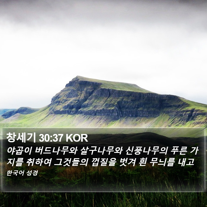 창세기 30:37 KOR Bible Study