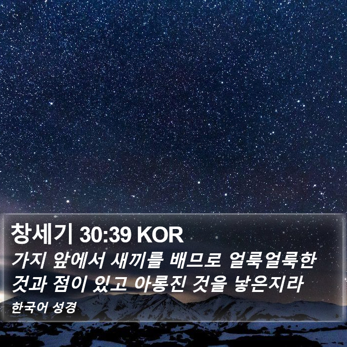 창세기 30:39 KOR Bible Study