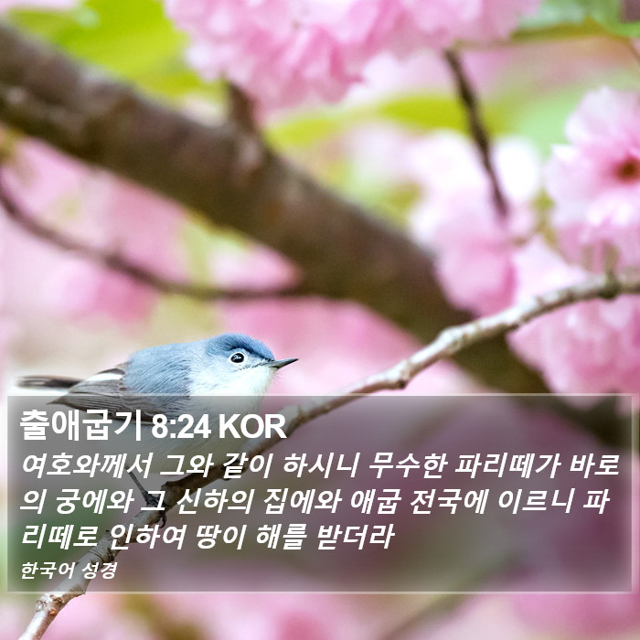 출애굽기 8:24 KOR Bible Study