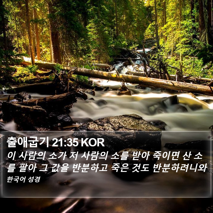 출애굽기 21:35 KOR Bible Study