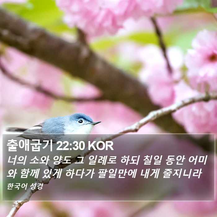 출애굽기 22:30 KOR Bible Study