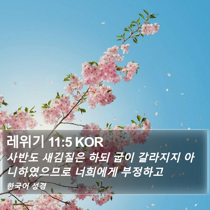 레위기 11:5 KOR Bible Study