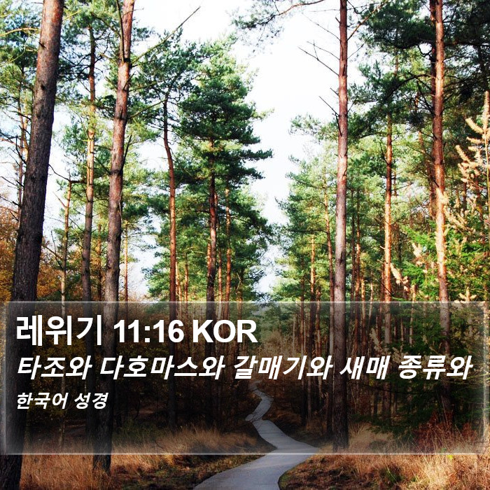 레위기 11:16 KOR Bible Study