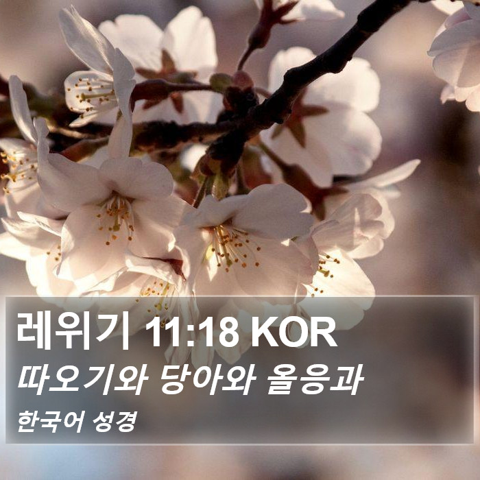 레위기 11:18 KOR Bible Study