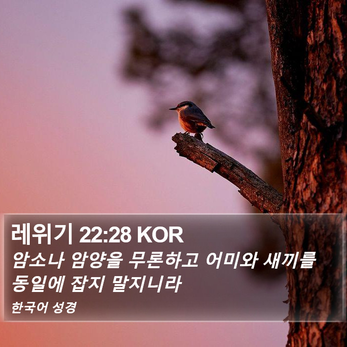 레위기 22:28 KOR Bible Study