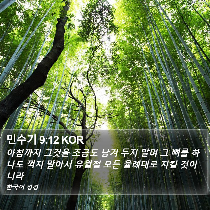 민수기 9:12 KOR Bible Study