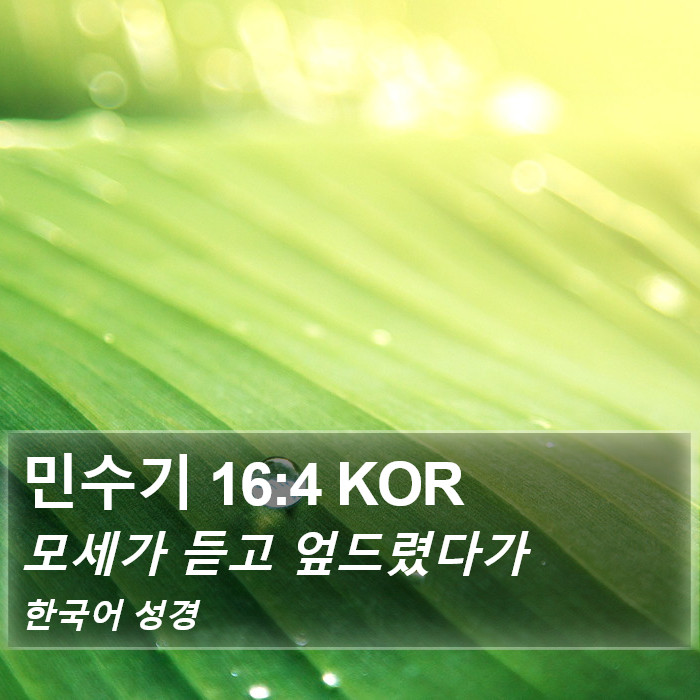 민수기 16:4 KOR Bible Study