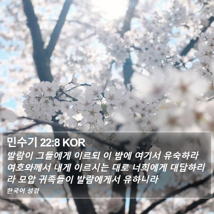 민수기 22:8 KOR Bible Study