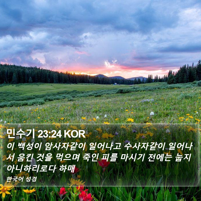 민수기 23:24 KOR Bible Study