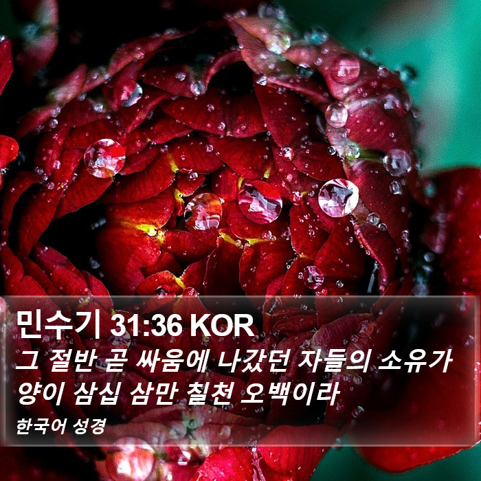 민수기 31:36 KOR Bible Study