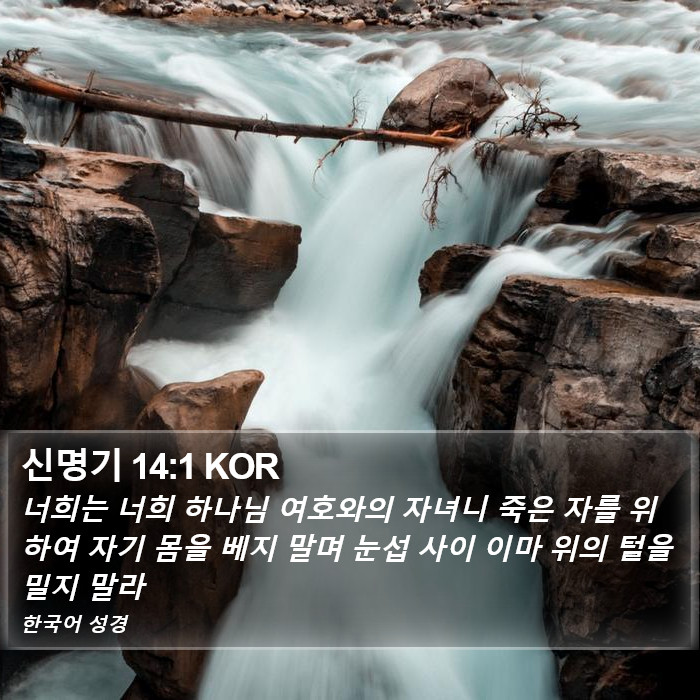 신명기 14:1 KOR Bible Study