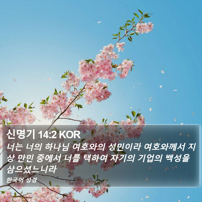 신명기 14:2 KOR Bible Study