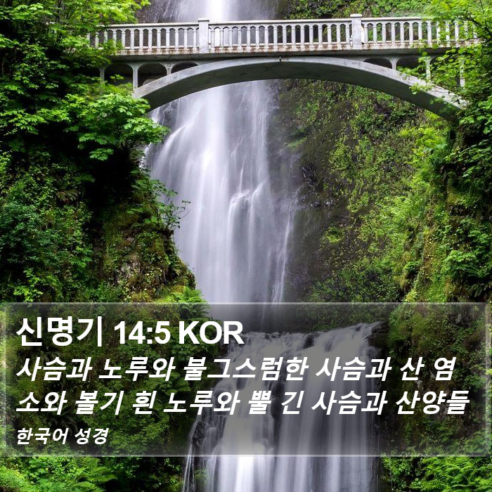 신명기 14:5 KOR Bible Study