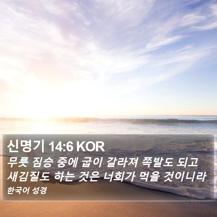 신명기 14:6 KOR Bible Study