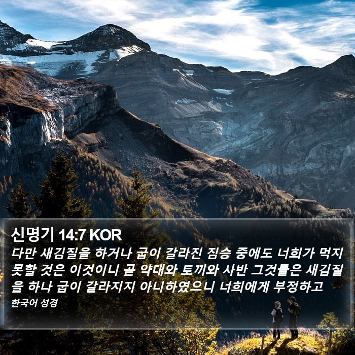 신명기 14:7 KOR Bible Study