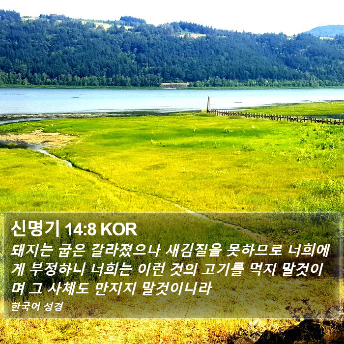 신명기 14:8 KOR Bible Study