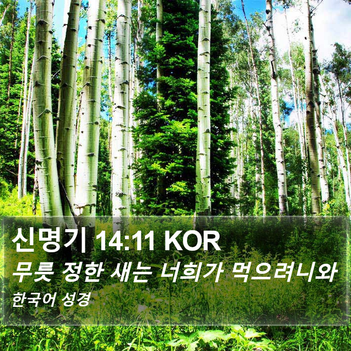 신명기 14:11 KOR Bible Study