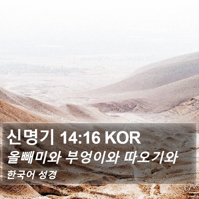 신명기 14:16 KOR Bible Study