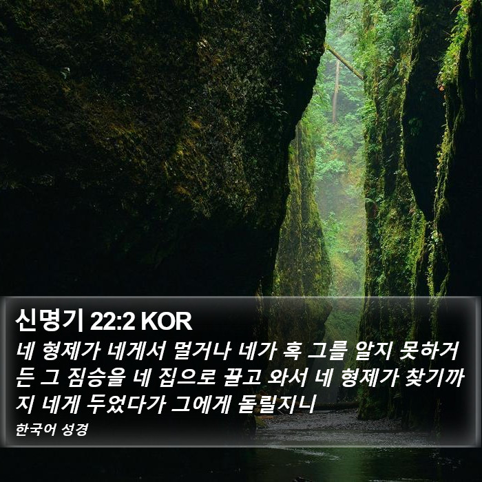 신명기 22:2 KOR Bible Study