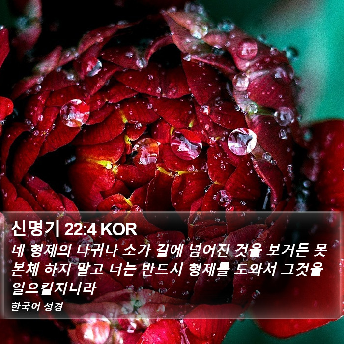 신명기 22:4 KOR Bible Study