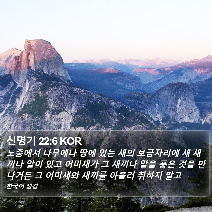 신명기 22:6 KOR Bible Study