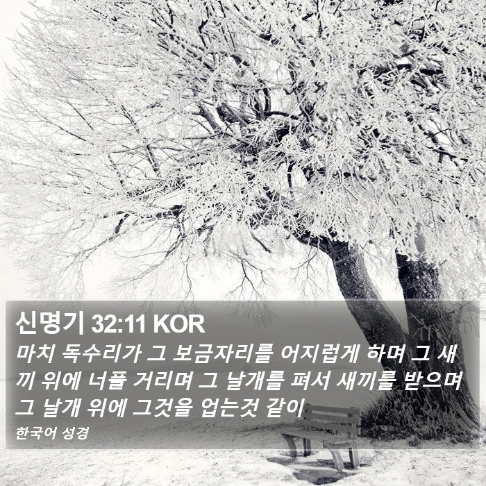 신명기 32:11 KOR Bible Study