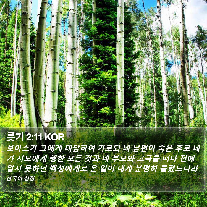룻기 2:11 KOR Bible Study