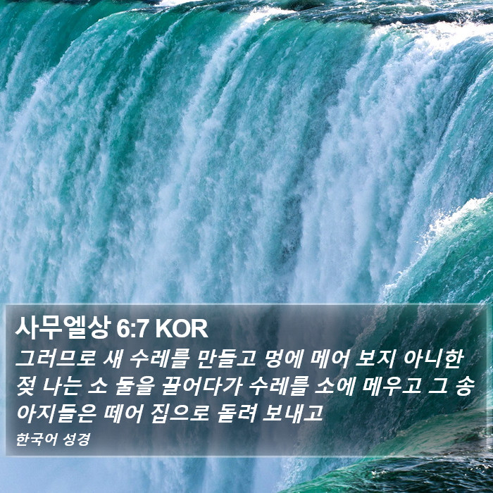 사무엘상 6:7 KOR Bible Study