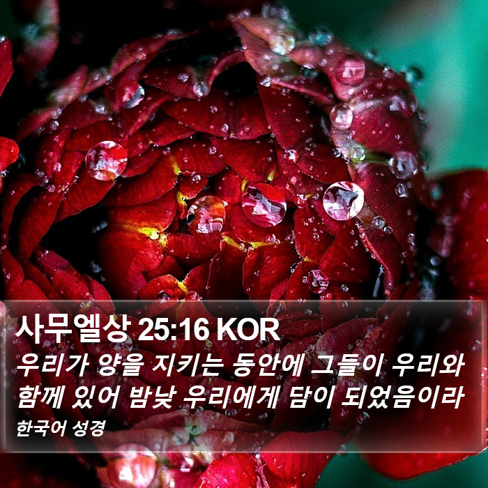 사무엘상 25:16 KOR Bible Study