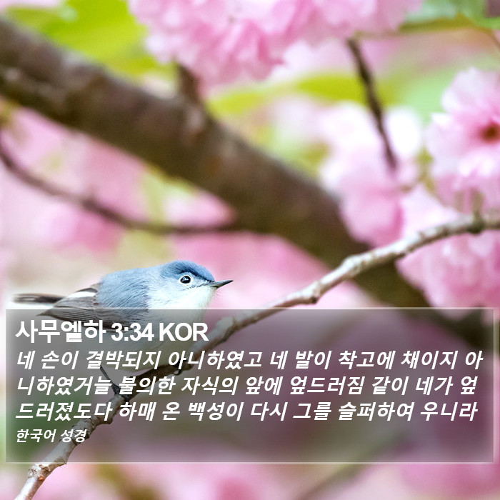 사무엘하 3:34 KOR Bible Study