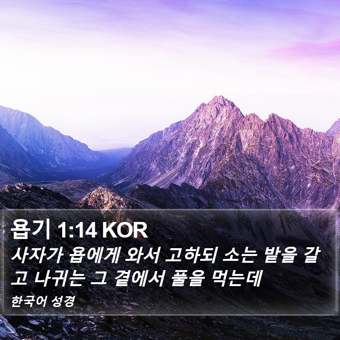 욥기 1:14 KOR Bible Study