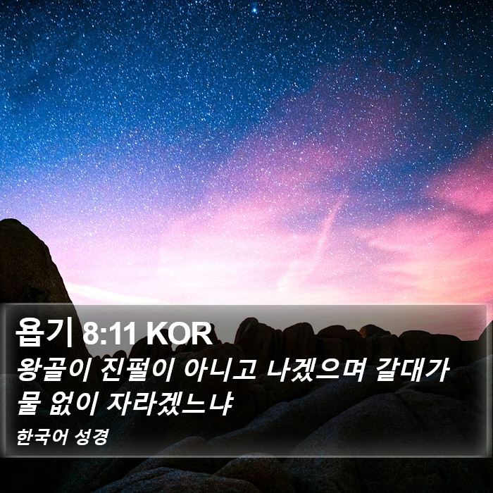 욥기 8:11 KOR Bible Study