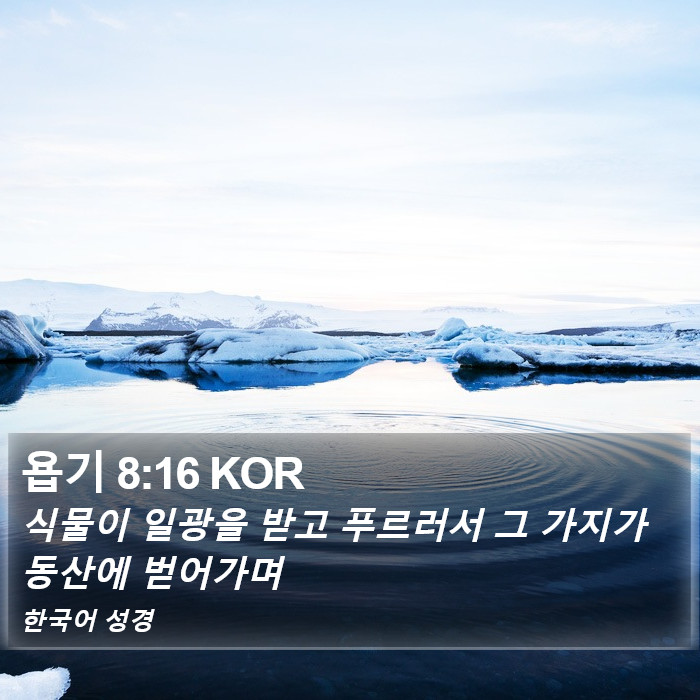 욥기 8:16 KOR Bible Study
