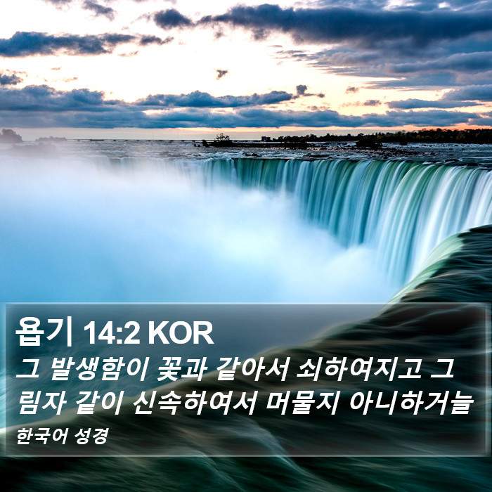 욥기 14:2 KOR Bible Study