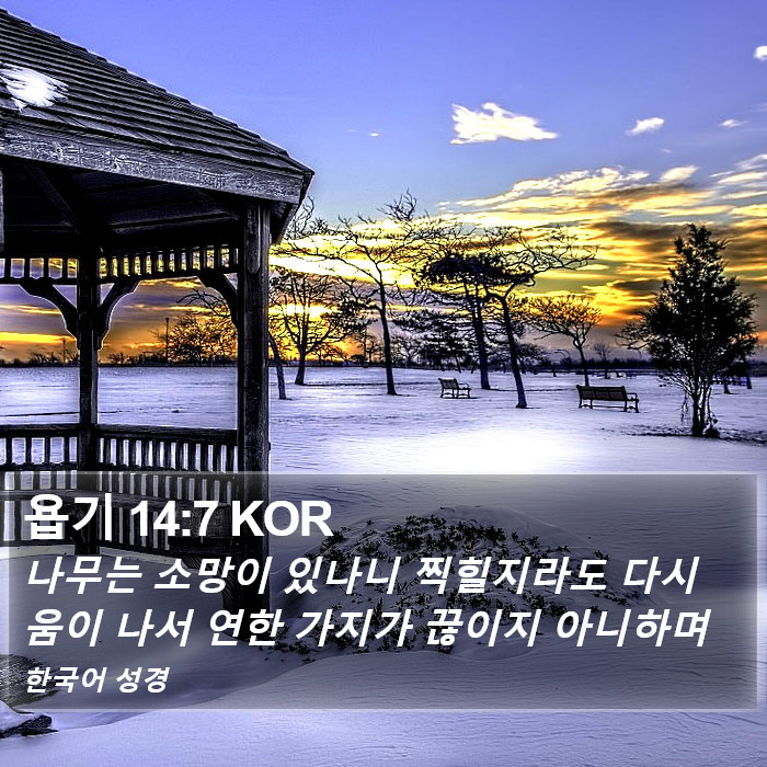 욥기 14:7 KOR Bible Study