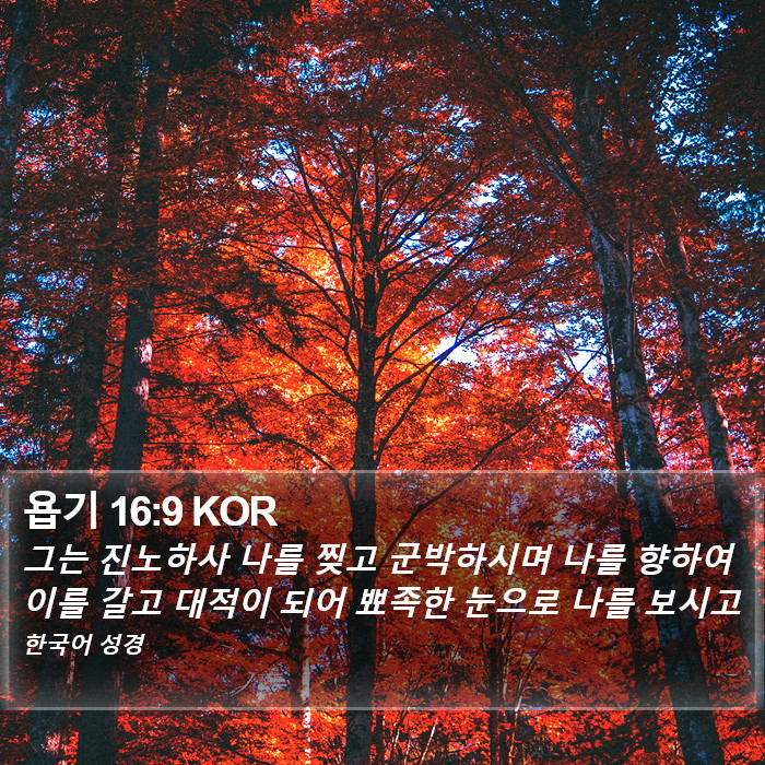 욥기 16:9 KOR Bible Study