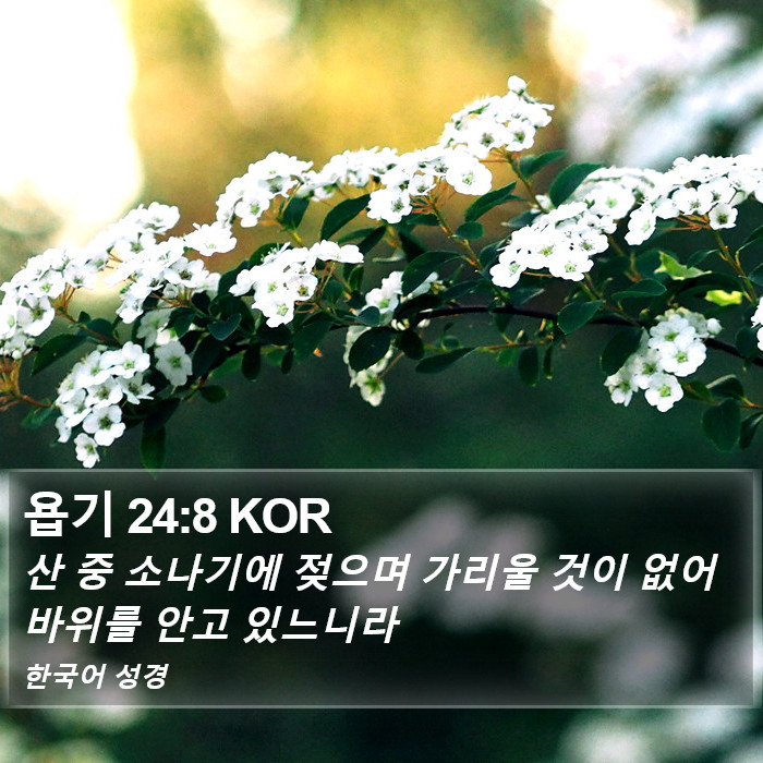 욥기 24:8 KOR Bible Study