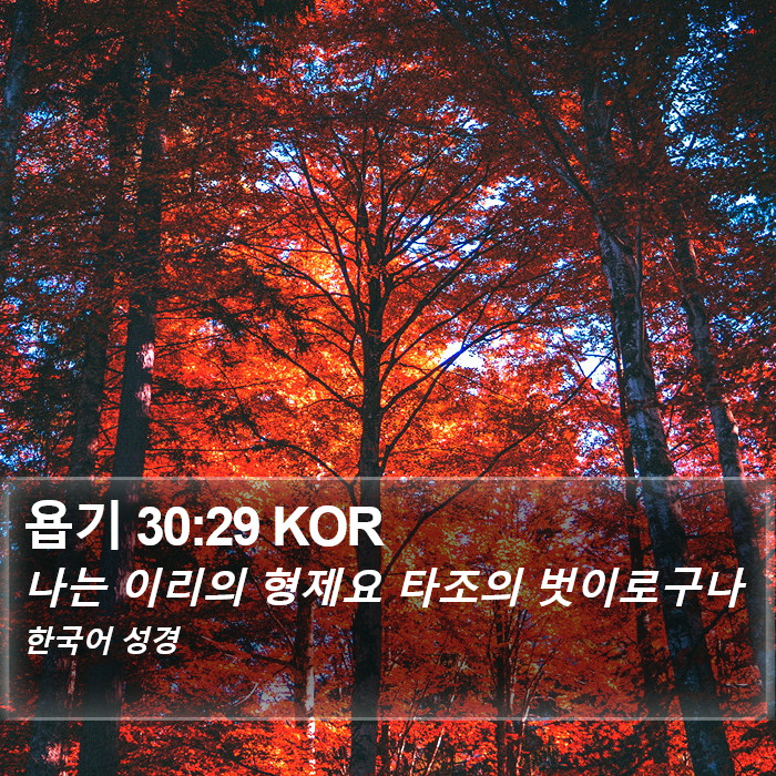 욥기 30:29 KOR Bible Study