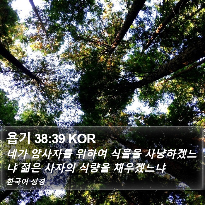 욥기 38:39 KOR Bible Study