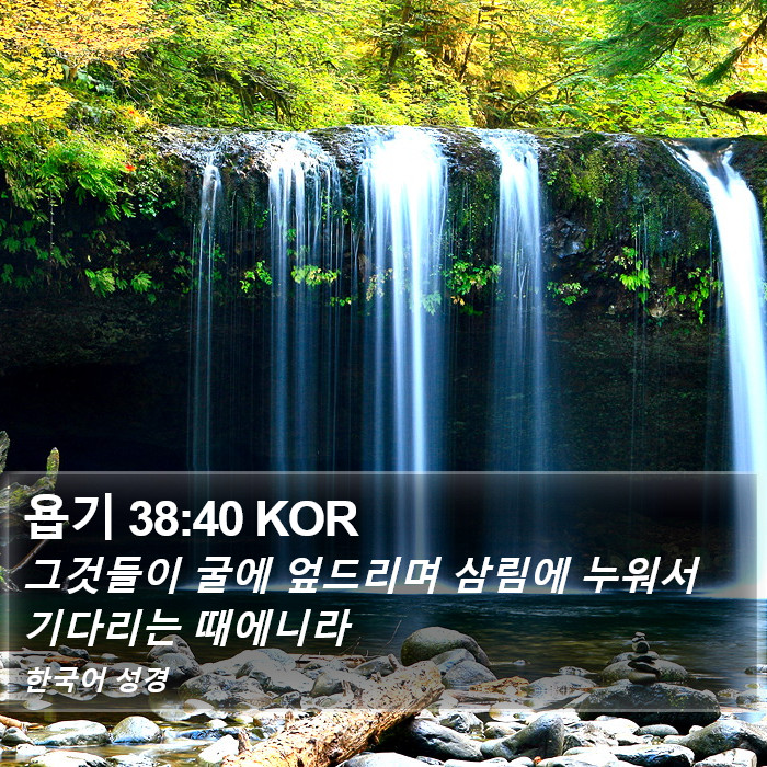 욥기 38:40 KOR Bible Study