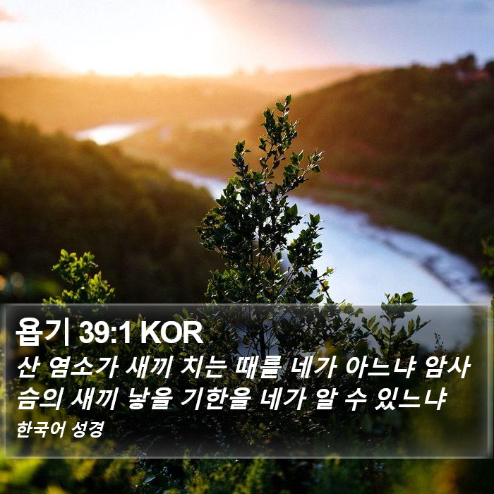 욥기 39:1 KOR Bible Study