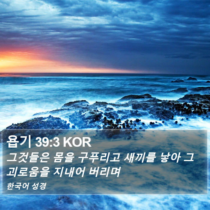 욥기 39:3 KOR Bible Study