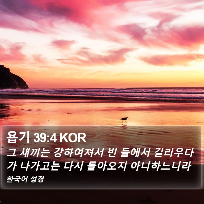 욥기 39:4 KOR Bible Study