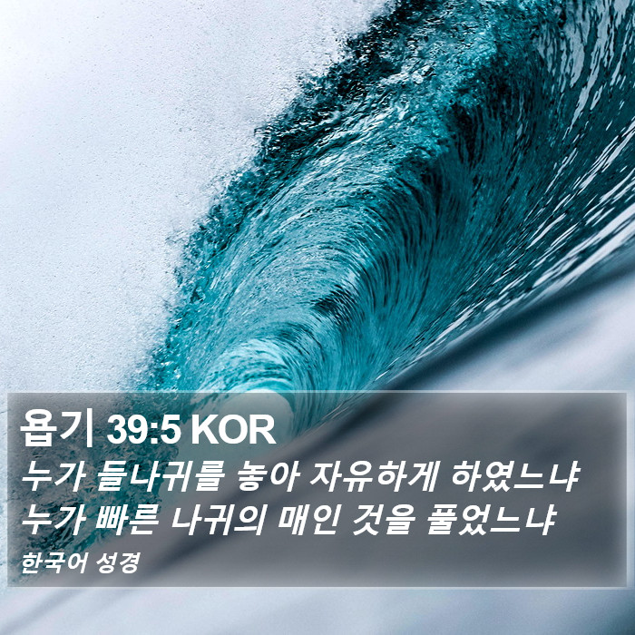 욥기 39:5 KOR Bible Study