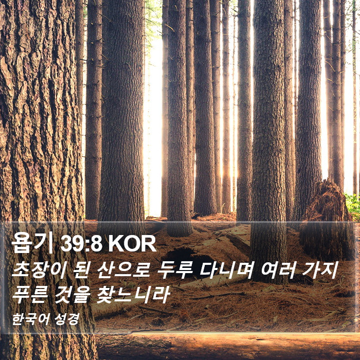 욥기 39:8 KOR Bible Study