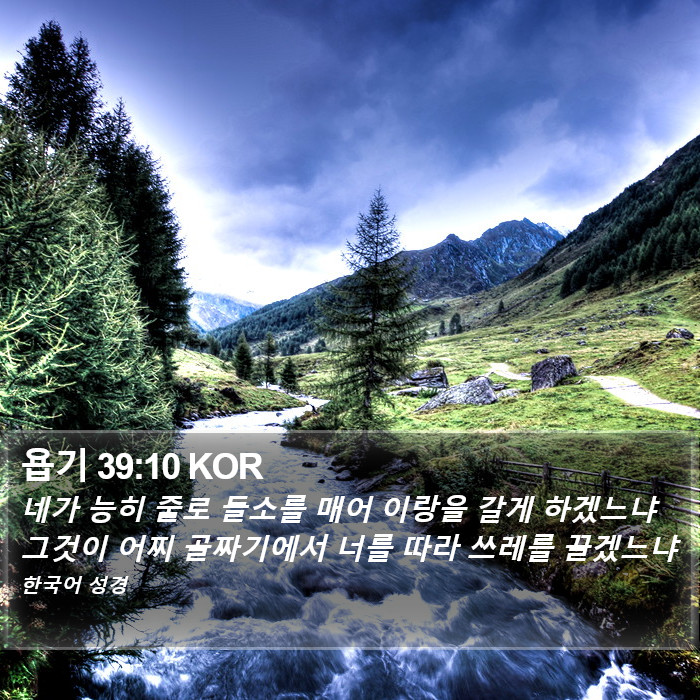 욥기 39:10 KOR Bible Study