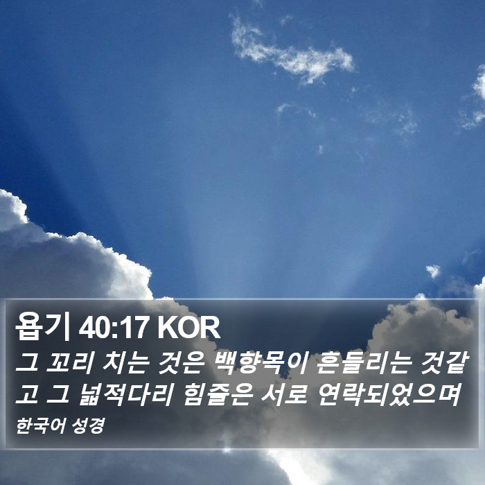 욥기 40:17 KOR Bible Study