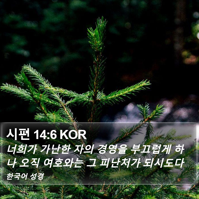 시편 14:6 KOR Bible Study