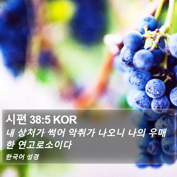 시편 38:5 KOR Bible Study