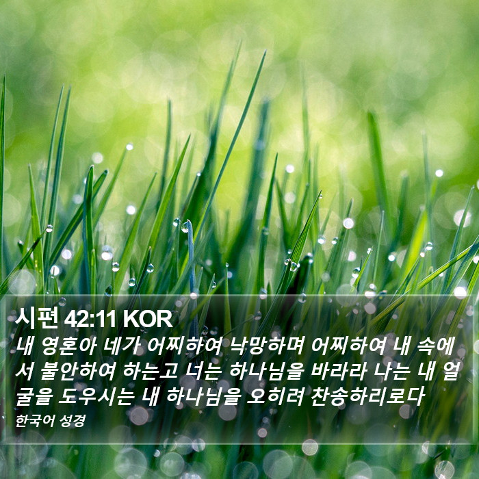 시편 42:11 KOR Bible Study